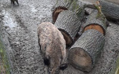Jahrgang 6 erkundet Wildpark Knüll