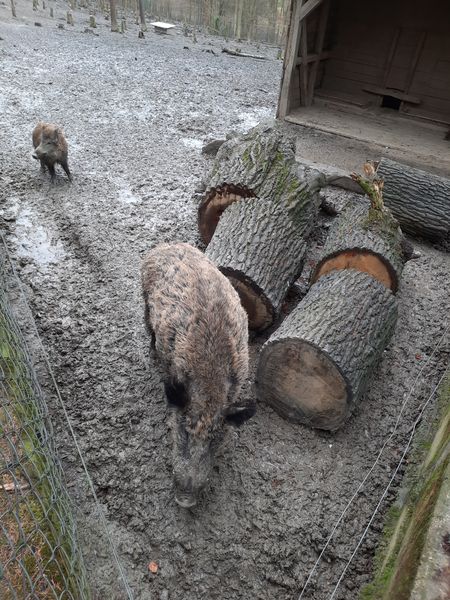 Jahrgang 6 erkundet Wildpark Knüll