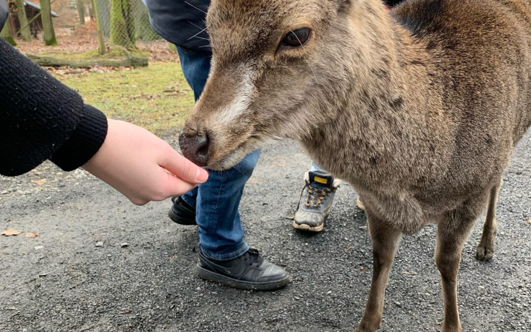 Jahrgang 6 der GAZ zu Besuch im Wildpark Knüll